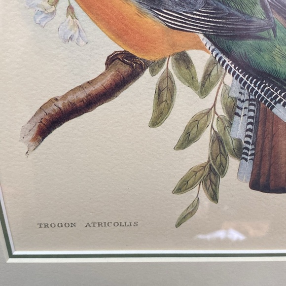 Framed Trogon Bird Art Print - Picture 12 of 16